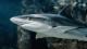 Ајкулите ги користат магнетните полиња на Земјата за навигација