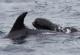 Мајка-делфин посвоила бебе-кит, кое може да достигне со 2 тони