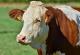 Крава за тој што ќе се вакцинира - наградна кампања во Тајланд