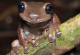 „Чоколадна“ жаба - нов вид откриен во Нова Гвинеја