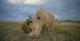 Единствените бели носорози на планетава се женки, мајка и ќерка. Научниците се обидуваат со вонтелесно оплодување да го спасат видот