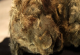Пронајдено совршено сочувано тело на лавче старо 28.000 години