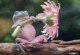 Жаби што танцуваат, жаби што си прават чадор со лист - фотограф ги фати најинтересните моменти