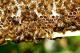 Студентски дом во Виена ќе биде дом на 200.000 пчели
