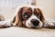 Компанија бара сопственици на кучиња што бесплатно ќе тестираат викендици