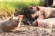 Холандски аеродром користи свињи за да спречи несреќи со птици