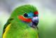 Климатските промени им прават две чудни нешта на птиците во Амазонија