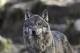 Ги истребиле, но сега волците го враќаат ударот во Швајцарија