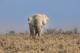 Пораз за човештвото: Гладни слонови јадат отпад и умираат