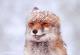 Прекрасни фотографии од црвена лисица која ужива во снежната бура