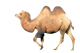 Во Македонија до 1930 година стока пренесувале и камили