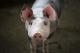 Истражувачи ќе одгледуваат генетски модифицирани свињи за трансплантација на органи