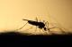 САД одобрија да се пуштат милијарди генетски модифицирани комарци