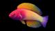 Откриена риба со боите на виножитото
