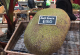Ова овошје на лондонскиот пазар достигнува цена од речиси 200 евра