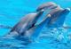 Комуникација во животинскиот свет: Снимен делфин како се обидува да разговара со друг делфин
