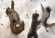 Смешни фотографии од две верверички што се караат за парче зелена салата