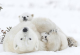 Како изгледа животот во светската престолнина на поларните мечки?