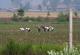 Северна Кореја ги мобилизира канцелариските работници да работат на поле поради недостиг на храна