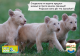 Предложете како да се викаат трите лавчиња во Скопската ЗОО