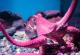 Oваа сличност меѓу мозокот на човекот и на октоподот ги изненади научниците