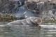 Усмртен моржот кој стана атракција во Норвешка