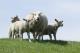 Барселона користи кози и овци за да спречи шумски пожари