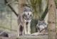 Волците во Холандија ќе бидат гаѓани со пејнтбол-пиштоли за да се плашат од луѓето