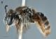Во Австралија е откриен нов вид пчела со „муцка“ како на куче