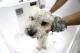 Повредени кучиња при третман кај необучени грумери, нема контрола на груминг-салоните