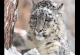 Видео од снежен леопард додека лежи ја покажува убавината на овие фасцинантни суштества