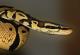 Научниците открија дека змиите имаат два клиториси