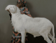 Најскапите овци во светот чинат илјадници долари, а претставуваат луксуз во Сенегал