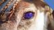 Зошто ирвасите ја менуваат бојата на очите во текот на зимата?