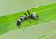 Мравките можат да намирисаат рак во урината, покажува ново истражување