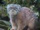 Оваа ретка дива мачка што живее на Монт Еверест има необичен израз на лицето