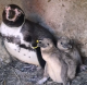 Во Скопската ЗОО првпат се испилија мали пингвини
