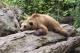 Ново Мексико бара професионален „гушкач“ на мечки