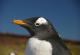 Иако пингвините на Антарктикот се борат со ниското ниво на мраз, еден вид се приспособува и ни нуди лекција на сите