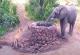Урнебесна средба помеѓу лав и слон во Јужна Африка, слонот победи