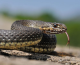 МЕД: Голем дел од змиите што се среќаваат не се опасни и се корисни за контролирање на глодачите