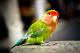 Папагалите уживаат во онлајн разговорите со други папагали