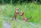 Трпелив фотограф успеал да ја фати борбата помеѓу две лисици