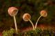 Печурките комуницираат меѓу себе по дожд
