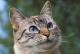 Кипар ќе ги лечи мачките со неискористените лекови за коронавирус