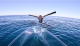 Видео од необично однесување на кит го освои интернетот