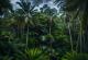Тропските шуми би можеле да се загреат толку многу, што сите лисја би паднале
