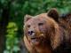 Влада: Да се отстранат ѓубриштата, да се направат хранилишта, да се дислоцираат мечки од Маврово и Ростуше