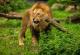 Животните повеќе се плашат од човечки гласови отколку од лавови