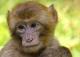 Имплантите на „Невралинк“ го деформирале мозокот на еден мајмун